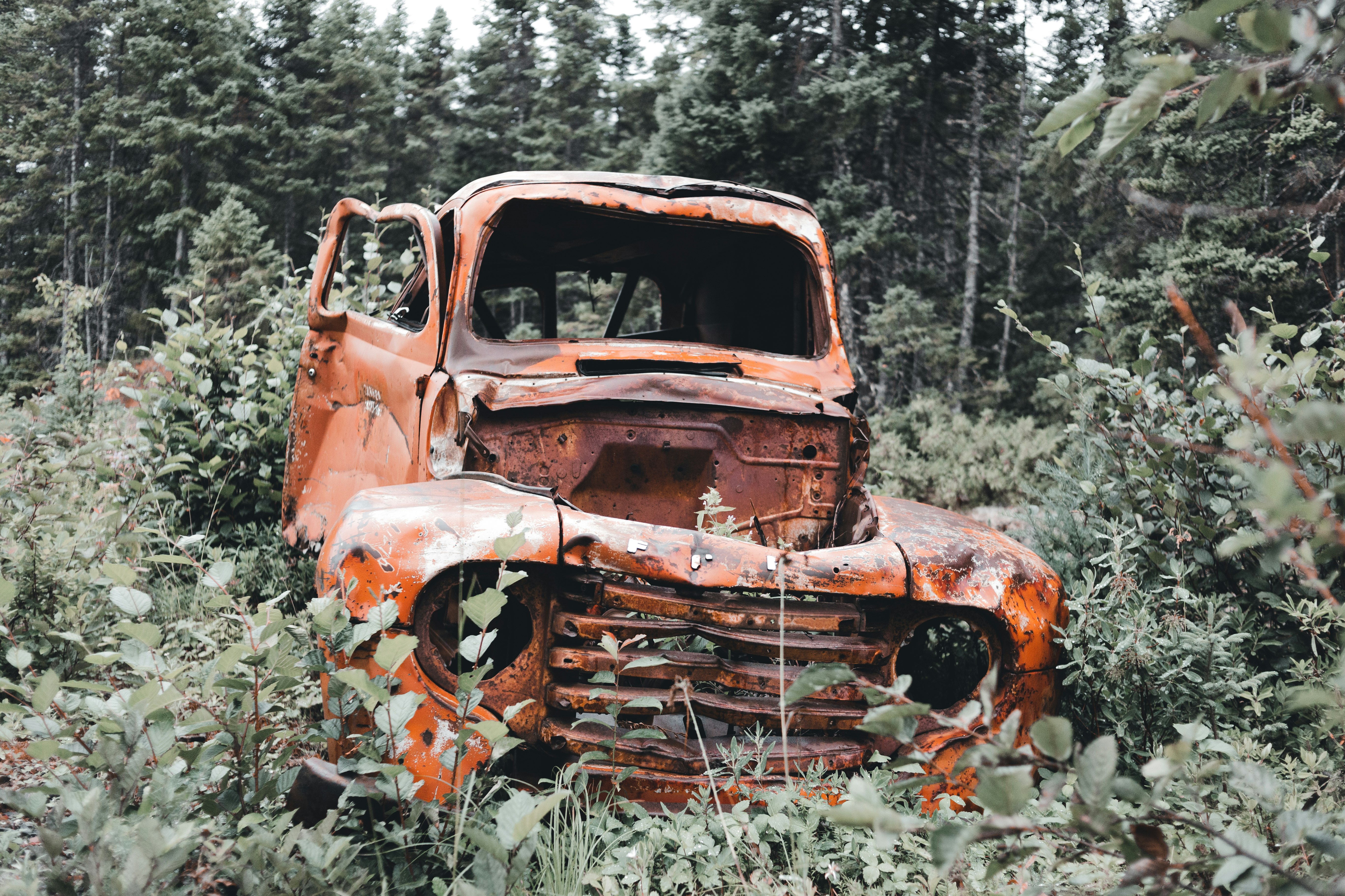 brown and white vintage car on forest during daytime